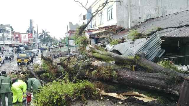 Pohon yang tumbang di Simpang Pulai 